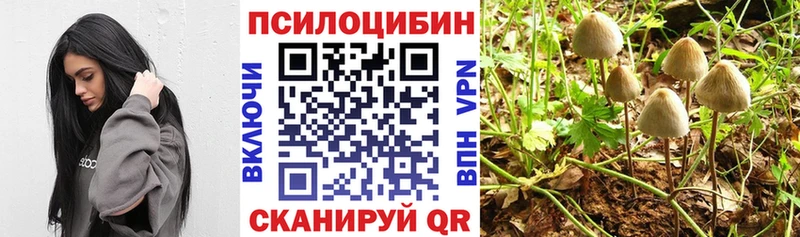 kraken tor  Шлиссельбург  Галлюциногенные грибы Psilocybe 